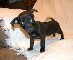 black chihuahua puppies