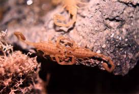scorpion species