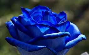 blue rose