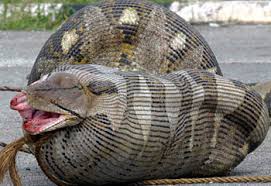 burmese python