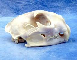 mountain lion skull