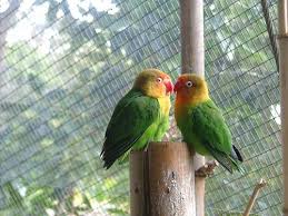 lutino love bird