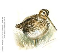 http://t2.gstatic.com/images?q=tbn:XGNuomhz8wmouM:http://editionsanecdote.free.fr/images/oiseaux_lacs/Becassine_937x758.jpg