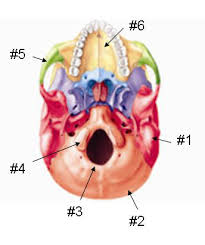 occipital bone skull