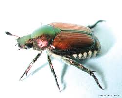 japanese_beetle_adult.jpg