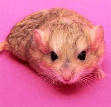 Rat Smelling Cheese , Funny