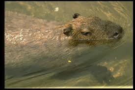 The places the capybara