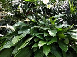 peace lily flower