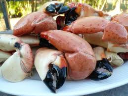 stone crab