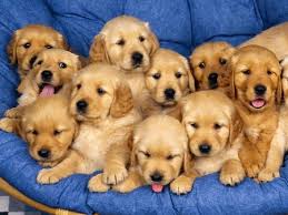 golden retriever wallpaper