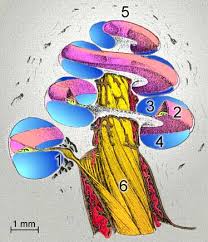 sistemi ve \x3cb\x3esarmal\x3c/b\x3e yap�s� image