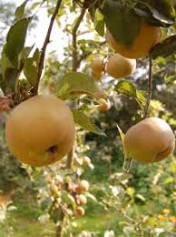 pictures apple trees