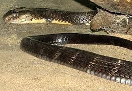 worlds biggest cobra
