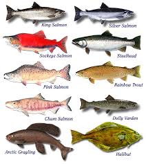 freshwater fish species pictures
