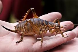 Weta