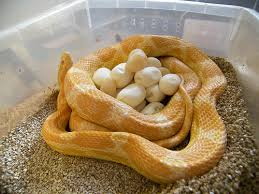 creamsicle corn snake