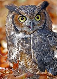 large owl pictures