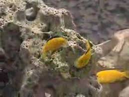 tropical fish cichlids