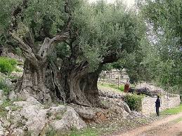 صور الزيتون 1232229562400px-olivetree_1500yrs