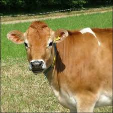 أضحية العيد لحفيدات النبي Jersey_cow_350x350