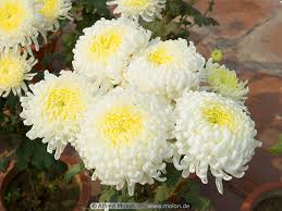 chrysanthemum flower pictures