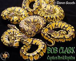 pastel ball python