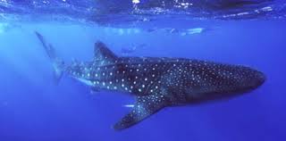whale shark pictures
