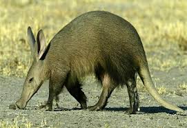 When Adam the Aardvark started