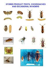 insect identification pictures