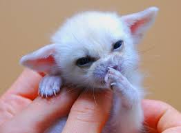 fennec foxes