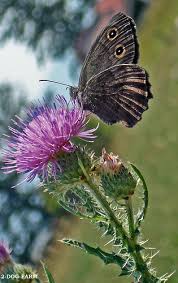 thistle pictures