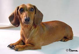 Donmar Kennels Dachshunds
