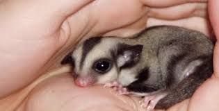 sugar gliders