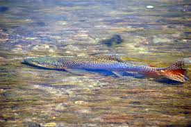 fly fishing trout