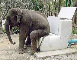 funny animals