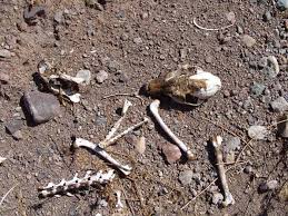 mountain lion skull