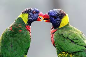 love parrots