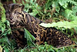 big cat pictures