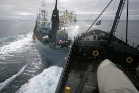 Sea Shepherd