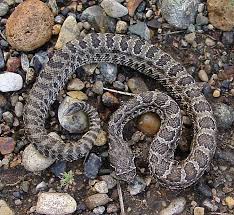 baby timber rattlesnakes