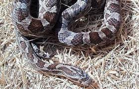 gray rat snake photos