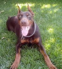 blue doberman