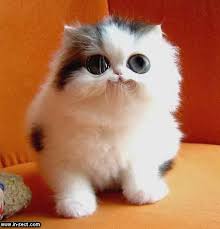 cute cat pictures