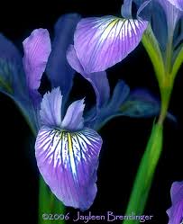 purple iris flower