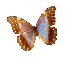 animated gifs butterflies