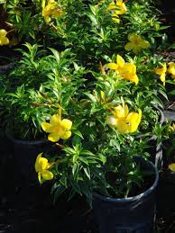 Plantes et aliments toxiques pour nos minets Allamanda%2520bush2