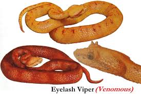 eyelash viper snake
