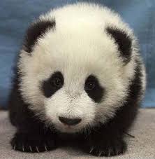 panda