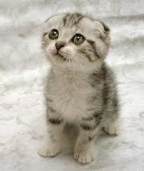 cute cat pictures