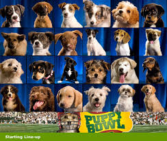 Animal Planets Puppy Bowl